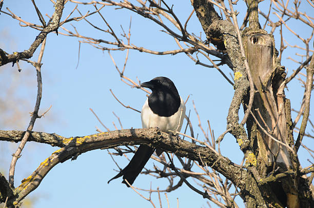 istock Magpie on a branch 510561723