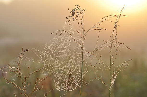 istock Meadow, early morning 510561817
