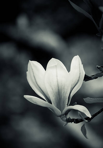 istock Black and white magnolia 510561819