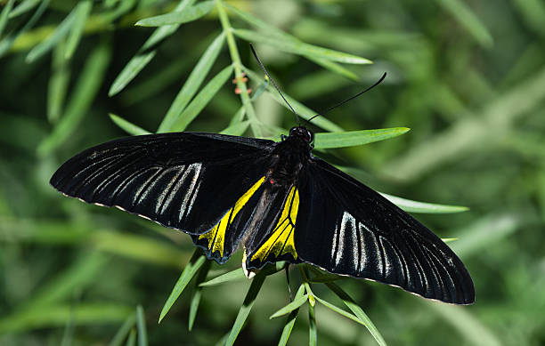 istock Golden Birdwing butterfly (Troides aeacus) 510562173