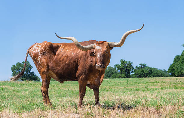 istock Texas longhorn on pasture against blue sky 510562187