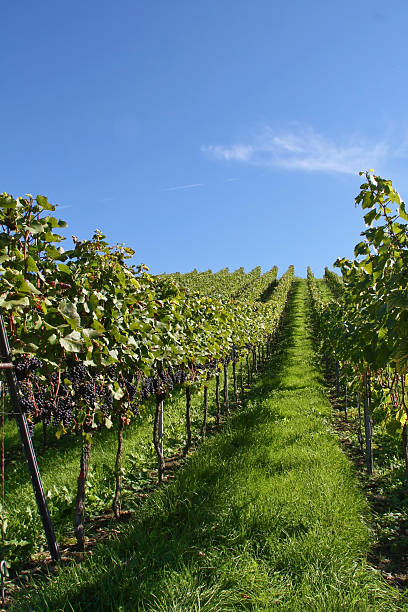 istock Vineyard with red grapes 510562413