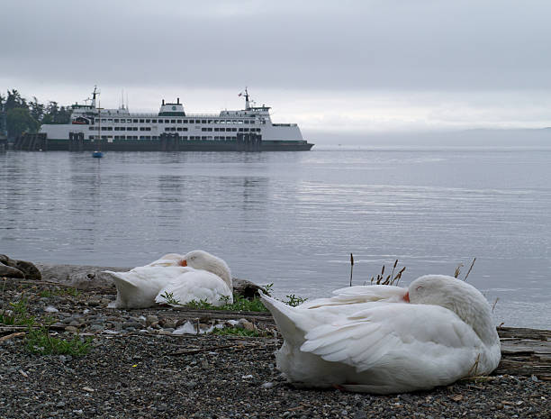 Geese Napping with Ferry stock photo