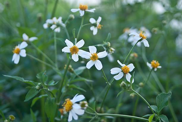 istock chamomiles in the nature 510562833