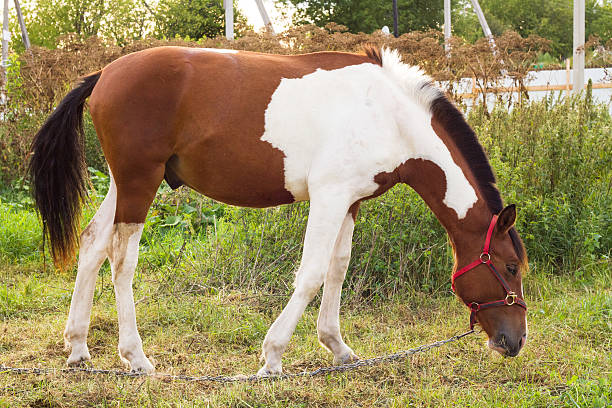 grazing horse Photo thoroughbred horse with an unusual color, which grazed on a meadow dog and pony show stock pictures, royalty-free photos & images