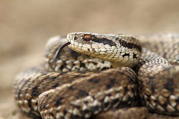 istock detail of a meadow adder 510563640