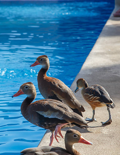 istock funny duck group on pool on a summer day 510563798