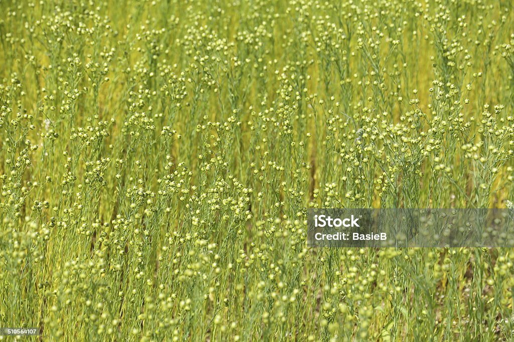 Linum usitatissimum - Lizenzfrei Feld Stock-Foto