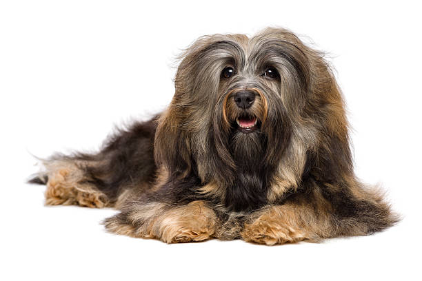 istock Beautiful lying long-haired Bichon Havanese dog 510564252
