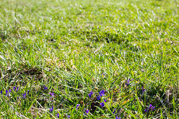istock Green grass background  with small purple flowers 510564294