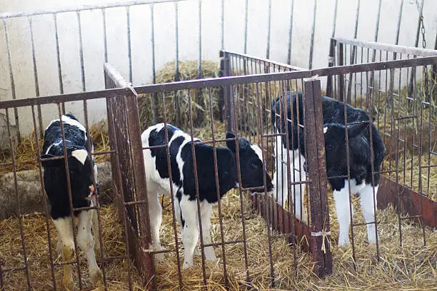 Photography shows calves in the barn. This photo is example as using horizontal orientation of an image, how it can show more from image. Photo was taken from close-up. Picture has bright and vivid colours. Calves in the picture seems to be something interested. Image stirs mixed feelings. Photo shows calves waiting for something. This photo can be used as part of web page. Associations with this image are : nature, cow, barn, no people, agriculture, milk.