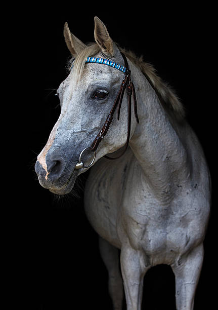 istock Arabian Horse 510564519