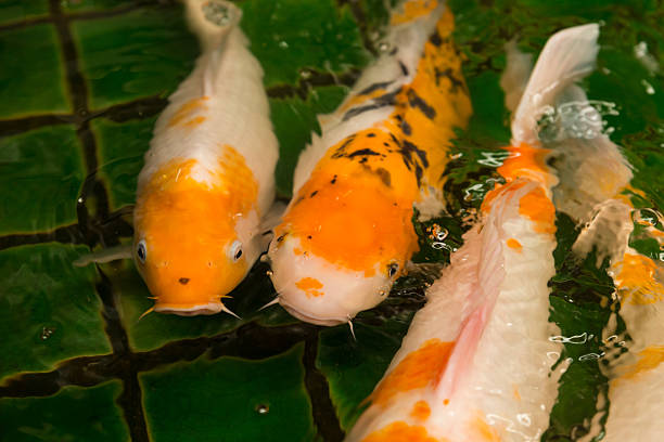 Santiago de Chile Chile  . The Bicentennial Park of Vitacura. Carp fish or Fancy carp Japanese Koi or Koi fish called is a beautiful aquatic animal or aquatic pet in asia and Japanese.
