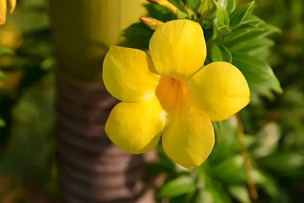 Brazzaville, Congo: common trumpetvine, yellow bell flowers, golden trumpet vine (Allamanda cathartica) - photo by M.Torres