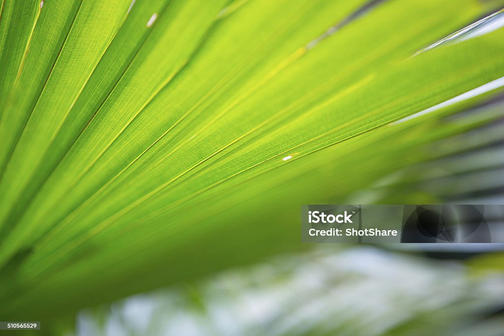 Palm leaf Leaf macro details Leaf Stock Photo