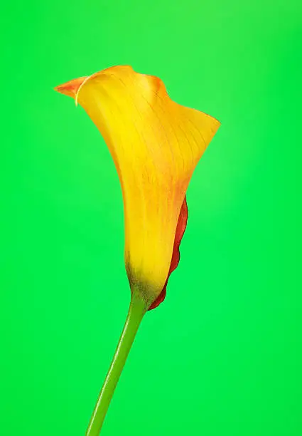 Photo of Orange Calla Lily Flower