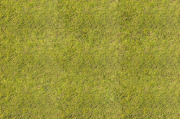 istock Green Grass. Textures and backgrounds 510566461
