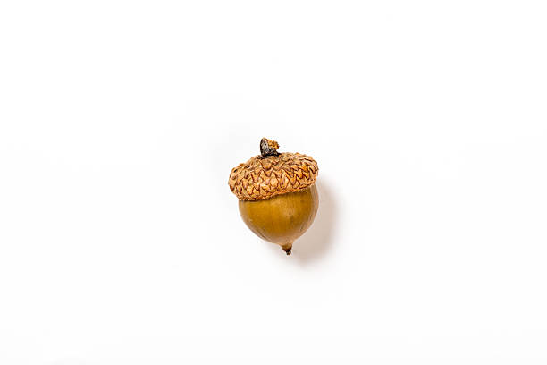 istock Collection of different oak acorns 510566503