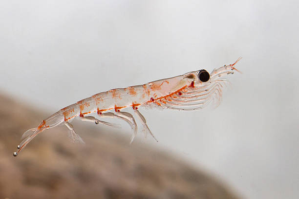 istock Antarctic krill floating in the water in Antarctic water 510566635