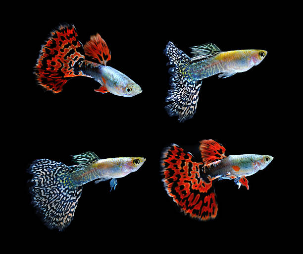 istock guppy  fish swimming isolated on black 510566843