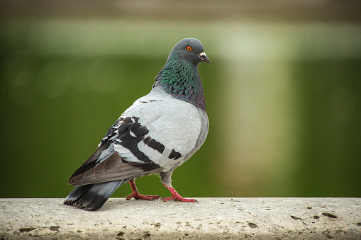 Gray Dove. Beautiful pigeon in Tuilleries garden in Paris, France