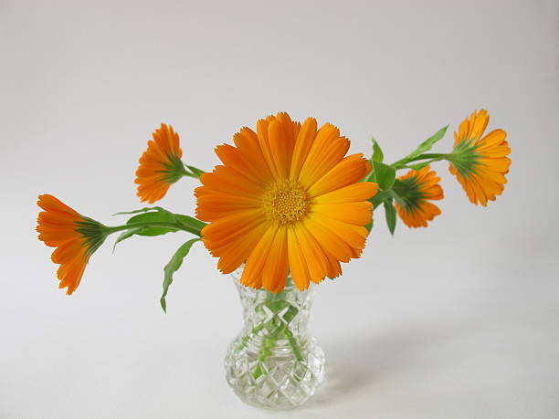 istock Marigold flowers in a vase 510567485