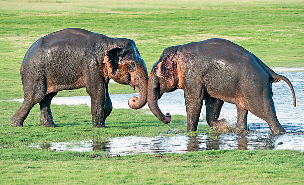 istock Trunk to trunk. Minneriya National Park, Sri Lanka 510567680