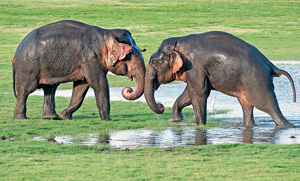 istock Elephant set to, Minneriya National Park, Sri Lanka 510567722