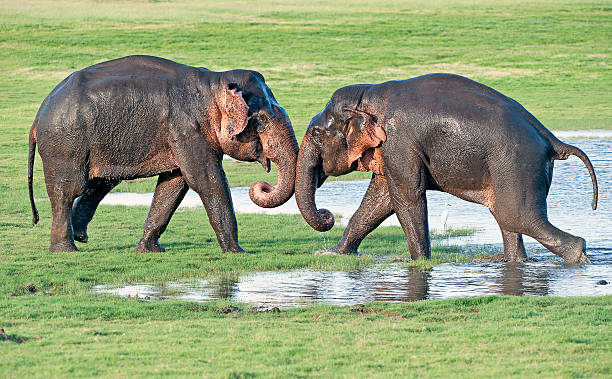 istock Power struggle, Minneriya NAtional Park, Sri Lanka 510567790