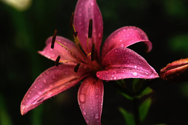 istock Decorative lily. Cultivated flower. 510568548