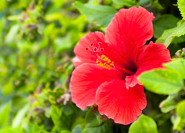 istock red hibiscus flower with leaves 510568563