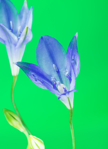 fresh brodiaea flower, cluster-lily, on green background