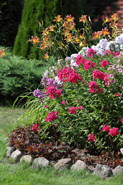 istock flowerbed flowering phlox in the garden 510569101