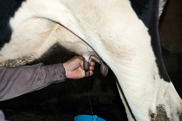 istock Milking of a cow 510569157