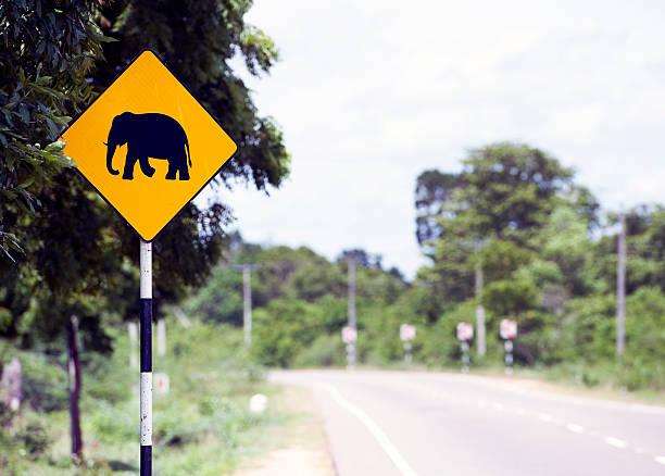 istock Elephant danger, Sri Lanka road sign. 510569442