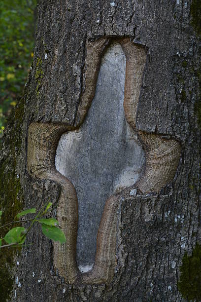 cross, bark, tree
