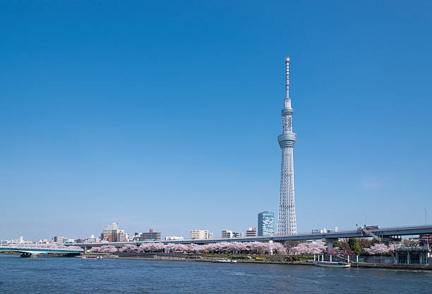 istock Image of the Tokyo sky tree and cherry blossom. 510569762