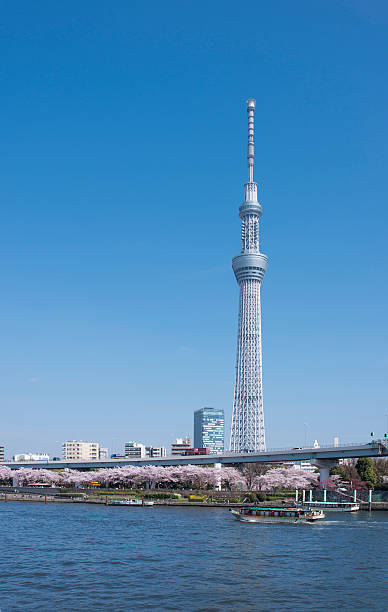 istock Image of the Tokyo sky tree and cherry blossom. 510570048