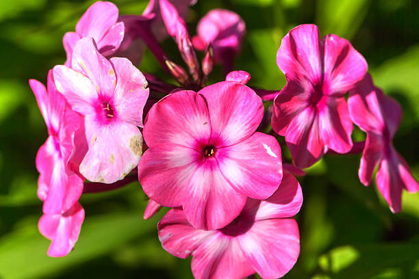 istock Pink phloxes. Cultivated flower. 510570248