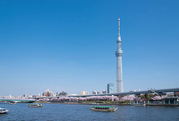 istock Image of the Tokyo sky tree and cherry blossom. 510570348