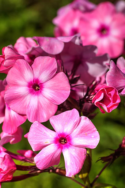 istock Pink phloxes. Cultivated flower. 510570388