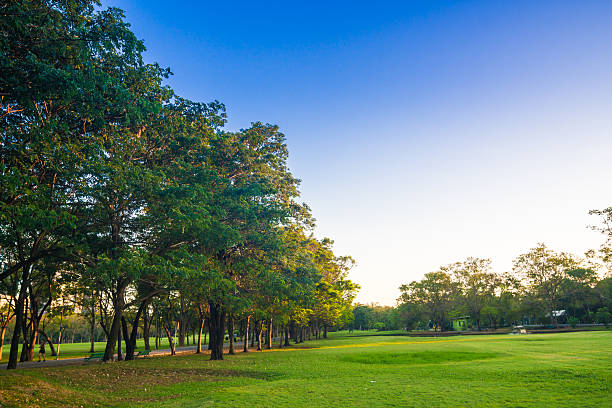 istock Beautiful park trees green grass over blue sky, 510571028