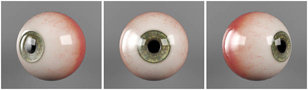 realista humano globos oculares verde iris alumno - globo ocular fotografías e imágenes de stock