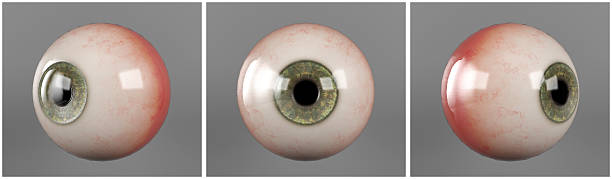 Realistic human eyeballs green iris pupil Realistic human eyeballs brown iris pupil in three different sides human eye close up eyeball side view stock pictures, royalty-free photos & images