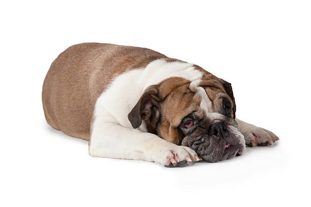 istock Sad English Bulldog 510571472