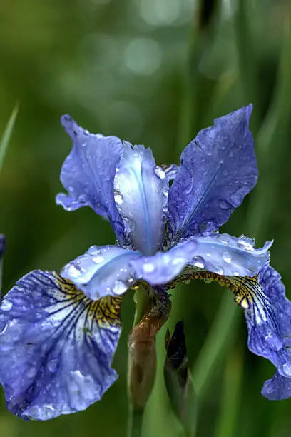 Photo of Blue iris. Field flower.