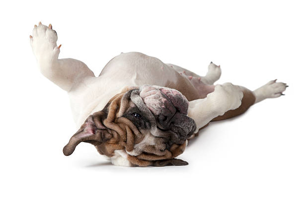 istock English Bulldog lying on his back 510571664