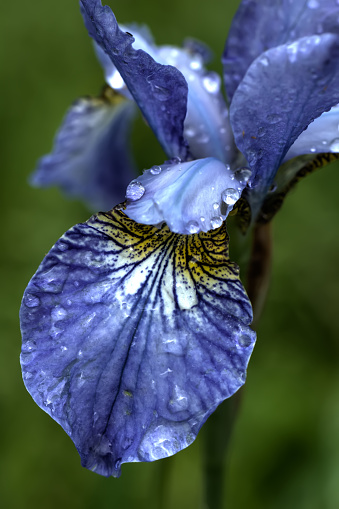 Blue Iris Field Flower Stock Photo Download Image Now Beauty Blue Iris Field Flower Stock Photo Download Image Now Beauty