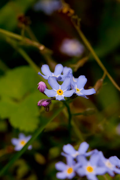 istock Forget-me-not. Field flower. 510572596