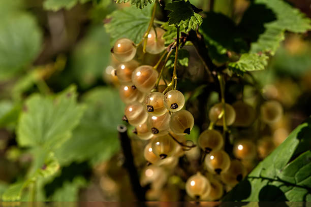 istock White currant. Garden berry. 510573510
